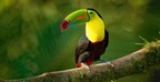 Fruity Birds icon